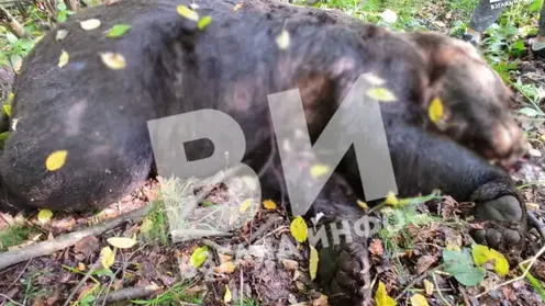 В Курагинском районе медведь нанёс серьёзные раны грибникам