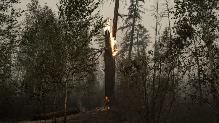95 лесных пожаров действуют в Якутии