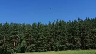 В Лесосибирске в лесу на женщину упала берёза