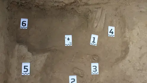 Археологи нашли останки мамонта в Якутии