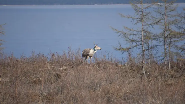 В Красноярском крае изучат малоисследованную популяцию северного оленя