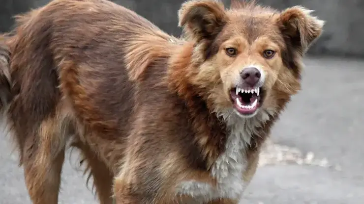 Следователи проверяют информацию о нападении собак на ребенка в Кузбассе