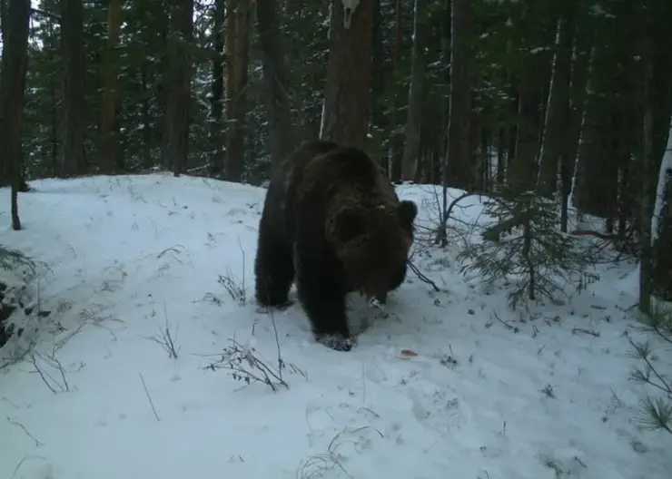 Паводки топят берлоги медведей в Томской области