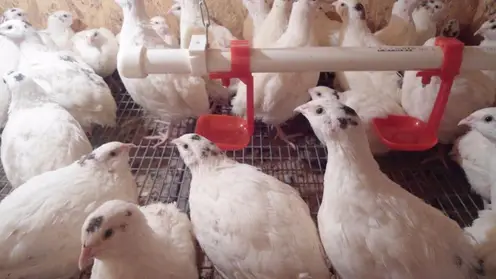 Больше 1000 птиц погибли на перепелиной ферме в Омской области из-за отключения электричества 
