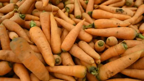 Международный день моркови. Рассказываем, как правильно ее садить