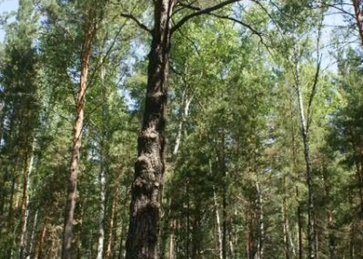 154-летняя Шушенская сосна претендует на звание главного дерева России