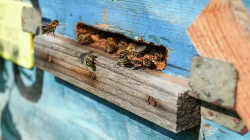 Фермера из Томской области оштрафовали на 9 миллионов рублей из-за массовой гибели пчел