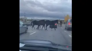 В Красноярске движение автомобилей перекрыл табун лошадей