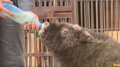 В красноярском «Роевом ручье» показали спасённую малышку овцебыка