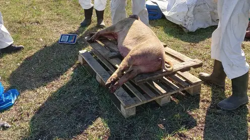 В Омской области из-за вспышки африканской чумы уничтожили 678 свиней