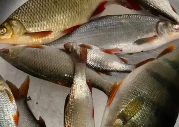 Метод извлечения микропластика из рыбы разработали томские ученые