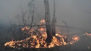 В Хабаровском крае огнем охвачены 290 тысяч гектар