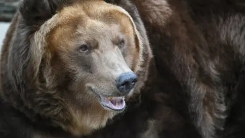Из Иркутского питомника К-9 сбежал трехлапый медведь